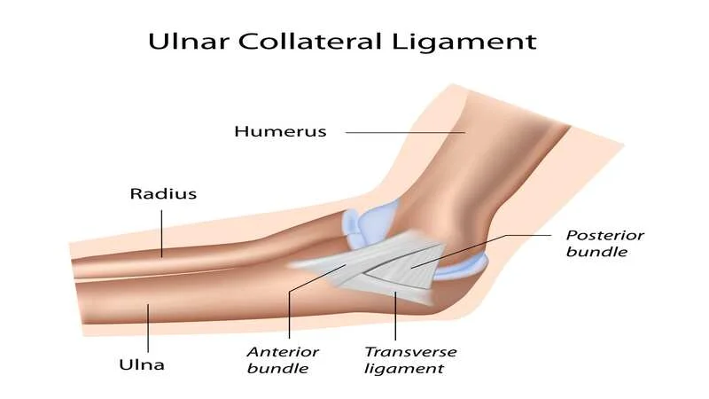 Elbow ligament