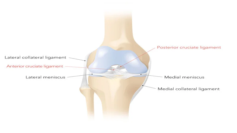 Knee ligament