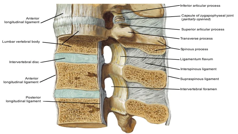 Neck and spine ligaments