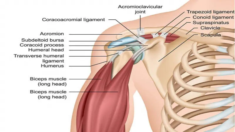 Shoulder and Arm Tendons