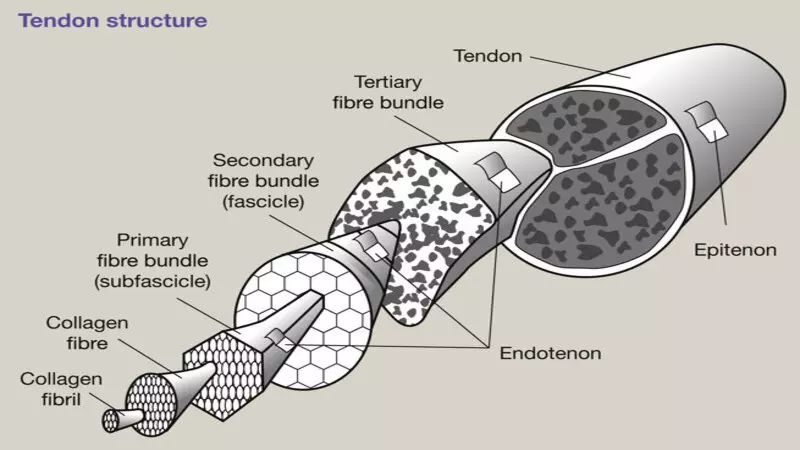 What Is the Structure of a Tendon?