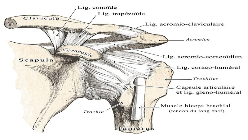 What is the structure of the ligament?